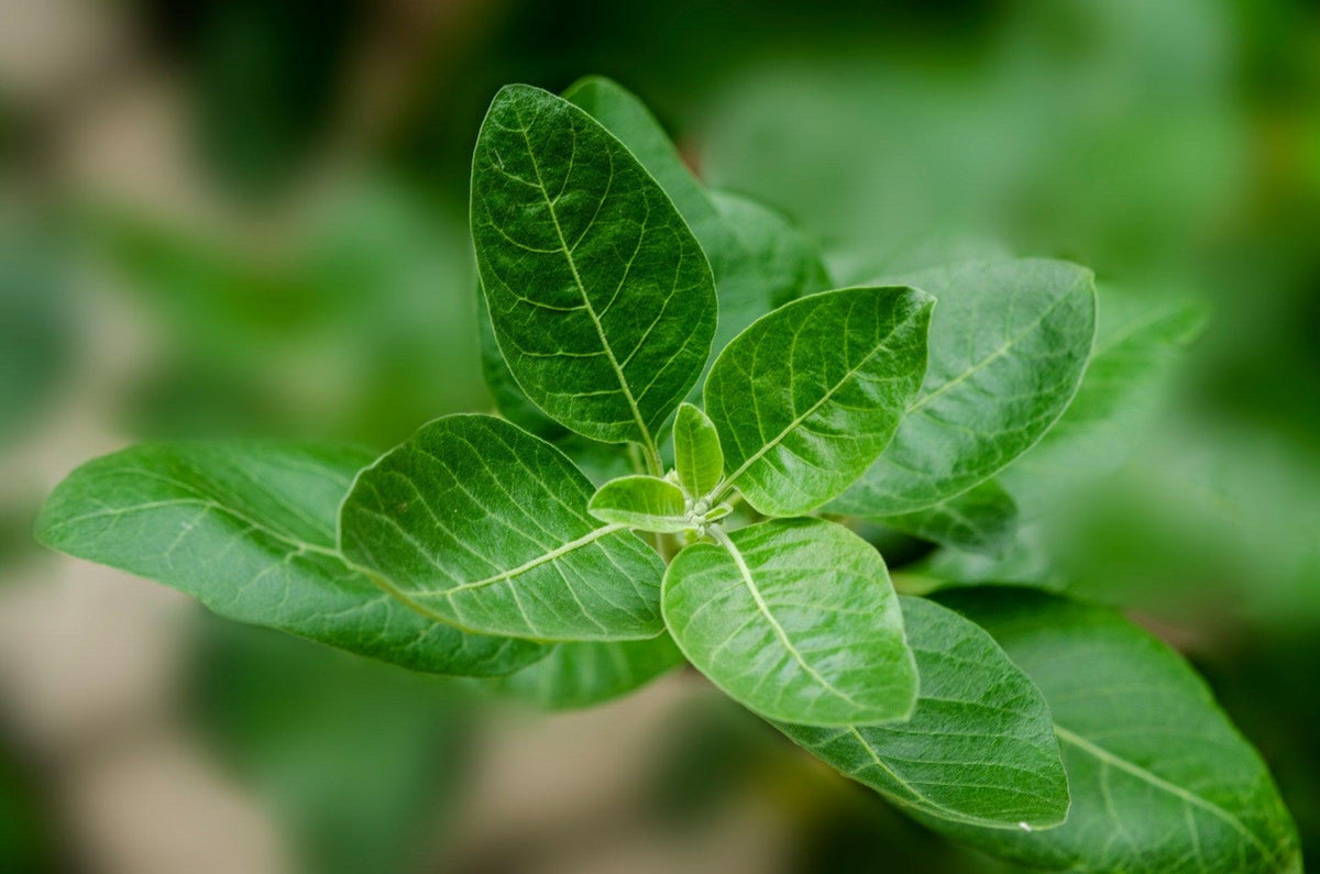 ashagandaha plante adaptogène stress anxiété immunité