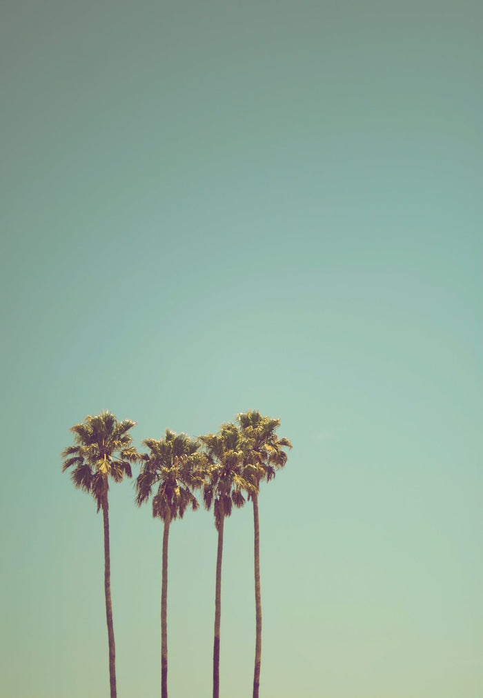 low angle photography of coconut trees