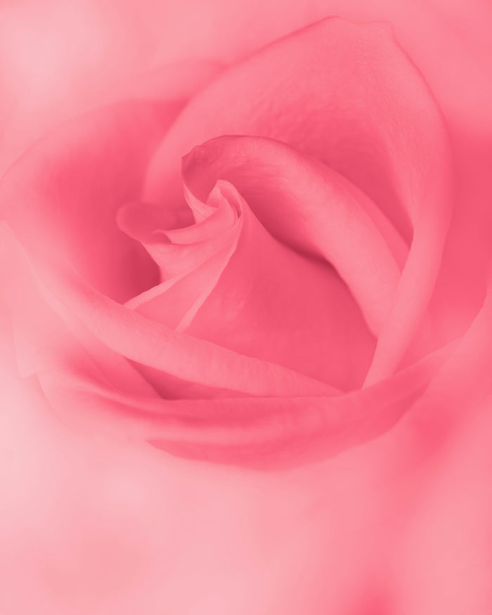 a pink rose with a dark background