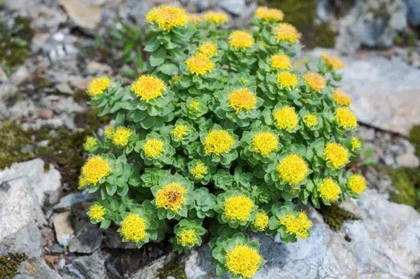 plante adaptogène rhodiola rhodiole